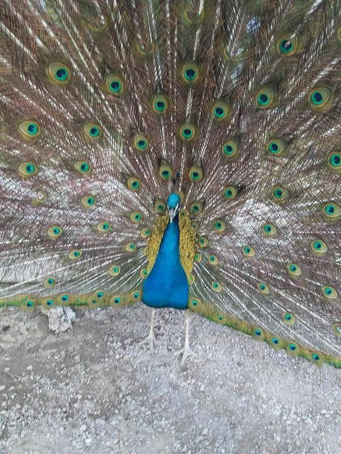 Готель Dzorak Halidzor Екстер'єр фото